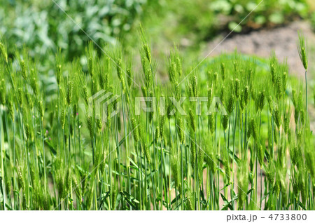 麦の穂-1 4733800