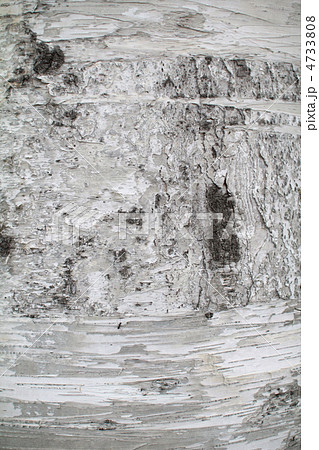 シラカバの木の幹　白い幹 4733808