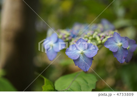 額紫陽花 4733809