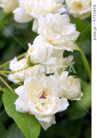 モッコウバラ（白）：ロサ・バンクシア・アルバ 4733848