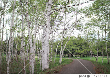 公園のシラカバ並木　散歩道 4733853