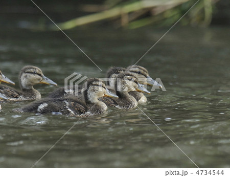 マガモ 4734544