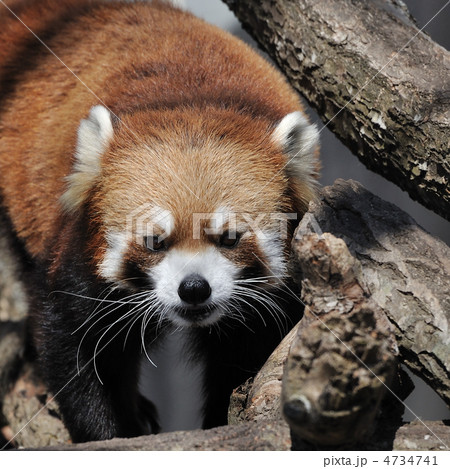 レッサーパンダ 4734741
