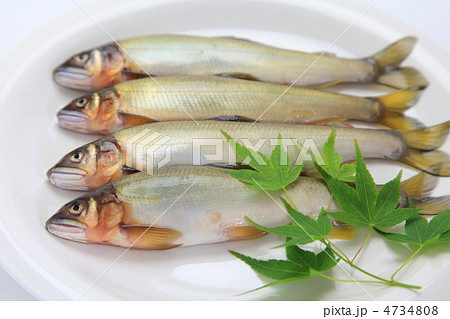 新鮮な鮎 4734808