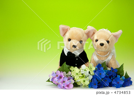 犬のぬいぐるみの新郎新婦 4734853