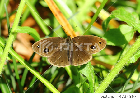 コジャノメの表翅 コジャノメの表翅 4734867