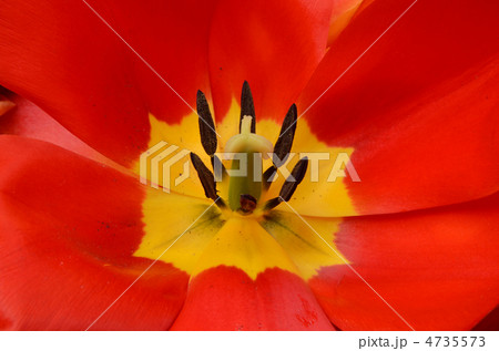 赤いチューリップ 4735573