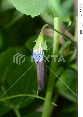 ツタンカーメンエンドウ豆 4735577