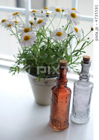 マーガレットと瓶 4735591