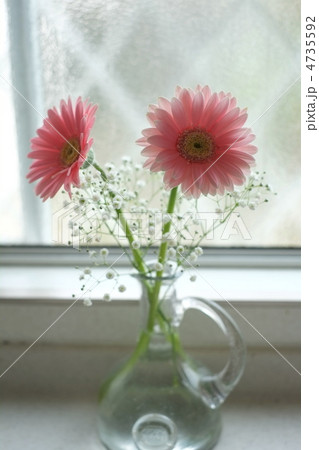 ガーベラ 4735592