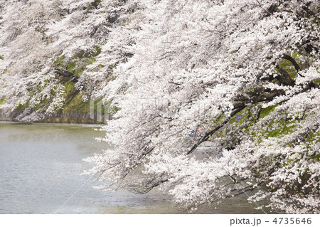 桜 4735646