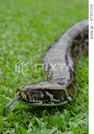 ニシキヘビ 4735729