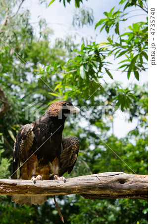 オナガイヌワシ  4735740