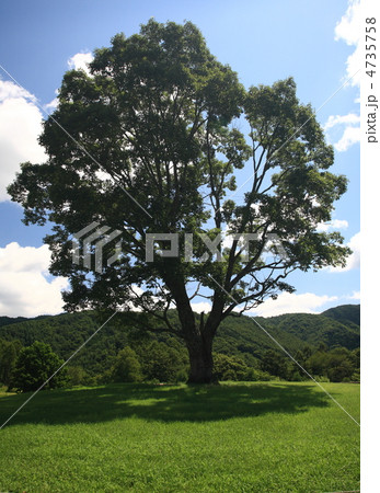 コナラの木 4735758