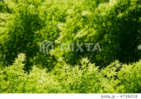 5月 イロハモミジ・カエデ科186新緑 5月 イロハモミジ・カエデ科186新緑 4736018