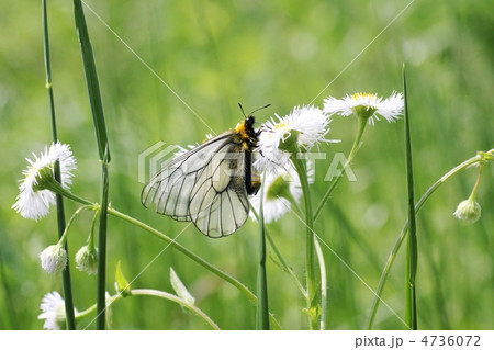 ウスバシロチョウ 4736072