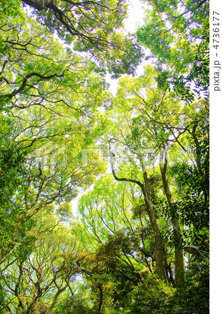 5月 大木 雑木林14新緑 5月 大木 雑木林14新緑 4736177