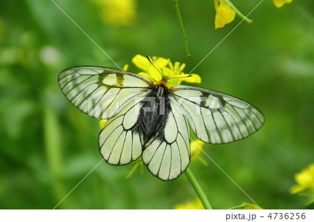 ウスバシロチョウと菜の花 4736256