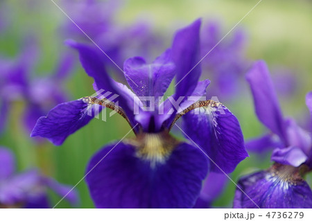 丸子川のアヤメ 丸子川のアヤメ 4736279