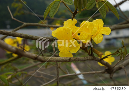 丸子川のコガネノウゼン 丸子川のコガネノウゼン 4736280