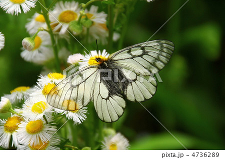 ウスバシロチョウとハルジオン 4736289