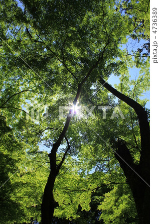 香嵐渓の新緑 4736389