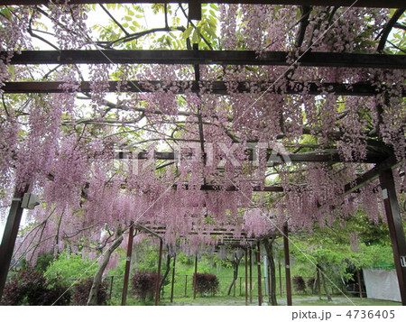 藤まつり 4736405