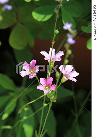 雑草の花の写真素材