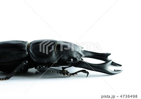 オオクワガタ 4736498