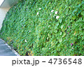 グリーンカーテン　ゴーヤ朝顔 4736548
