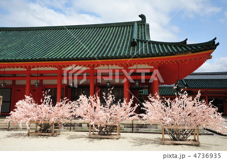 京都 平安神宮の桜みくじの写真素材