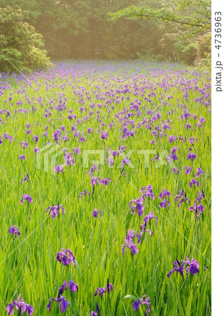 太田神社の杜若 4736963