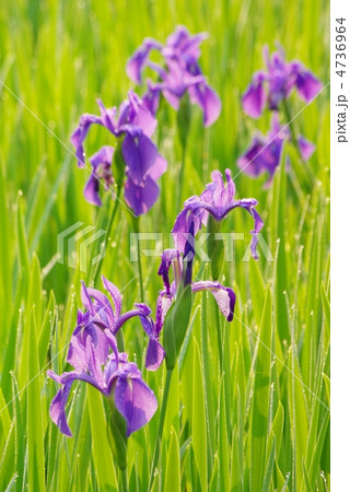 カキツバタ 4736964