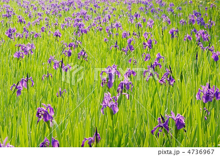 かきつばた 4736967
