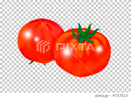 2個西紅柿 4737013