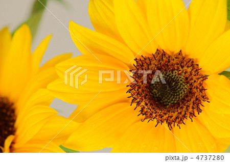 ヒマワリ ヒマワリ 4737280
