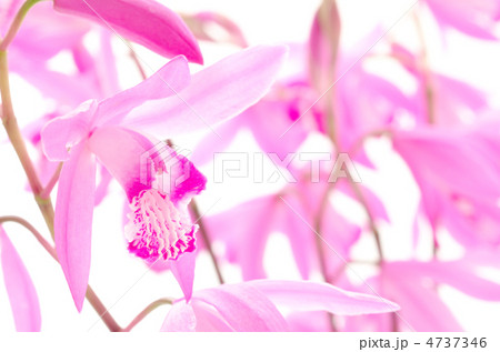 紫蘭のフラワーアレンジ 4737346