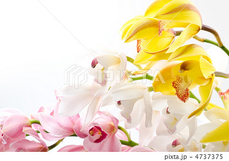 三色のシンビジウムの花 4737375