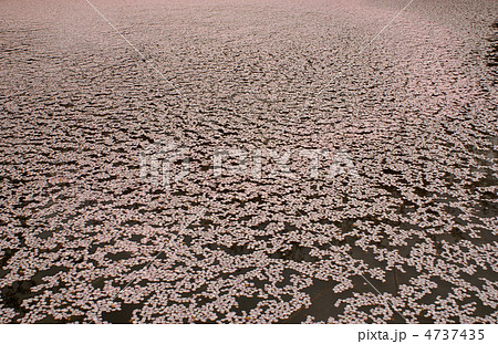 水面上に浮かぶ大量の桜の花びら 水面上に浮かぶ大量の桜の花びら 4737435