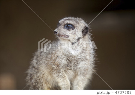 ミーアキャット 4737505