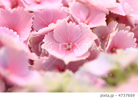 紫陽花 紫陽花 4737689