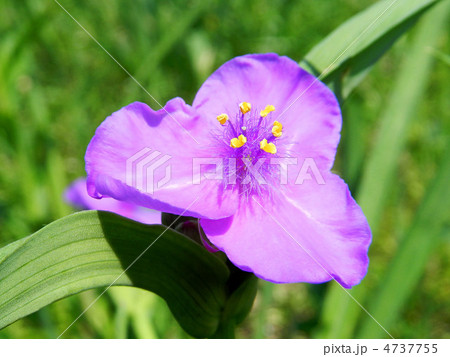 ムラサキツユクサ(紫露草) ムラサキツユクサ(紫露草) 4737755