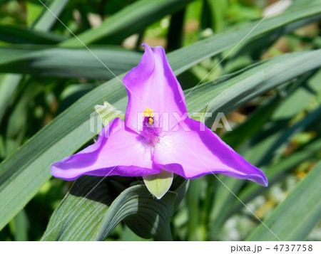 ムラサキツユクサ（紫露草） 4737758