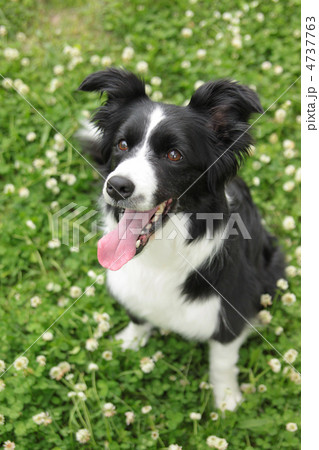お座りするボーダーコリー お座りするボーダーコリー 4737763