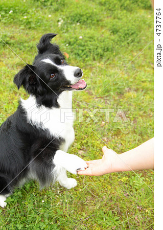 お手をするボーダーコリー 4737764