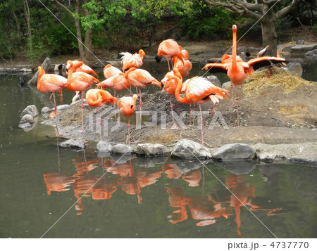 フラミンゴ flamingos フラミンゴ flamingos 4737770