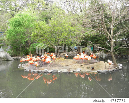 フラミンゴ　flamingos 4737771