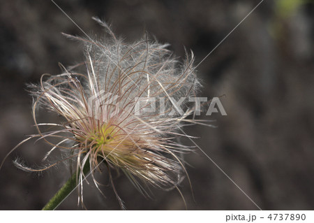 オキナグサ オキナグサ 4737890