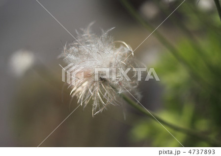 オキナグサ オキナグサ 4737893