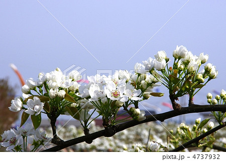 梨の花 梨 梨の花 梨 4737932